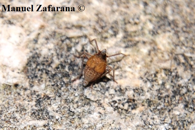 Bursinia sp.